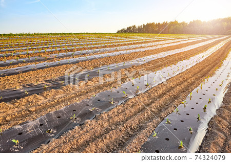 Organic farm field with patches covered with plastic mulch at sunset. Organic farm field with patches covered with plastic mulch at sunset. 74324079