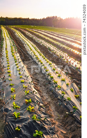Organic farm field with patches covered with plastic mulch at sunset. Organic farm field with patches covered with plastic mulch at sunset. 74324089