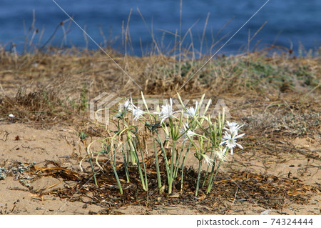 bulbous plant pancracy sea on the Mediterranean Sea in the north of the State of Israel bulbous plant pancracy sea on the Mediterranean Sea in the north of the State of Israel 74324444