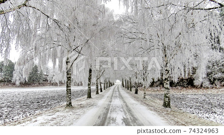 Beautiful winter landscape with empty road and snow covered trees 74324963