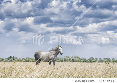 beautiful white horse 74325653