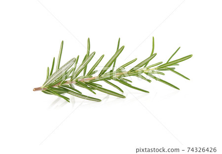 Rosemary isolated on white background Rosemary isolated on white background 74326426