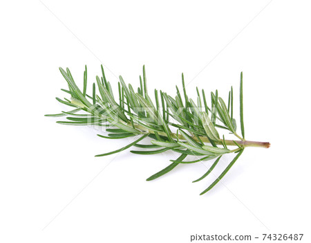 Rosemary isolated on white background Rosemary isolated on white background 74326487