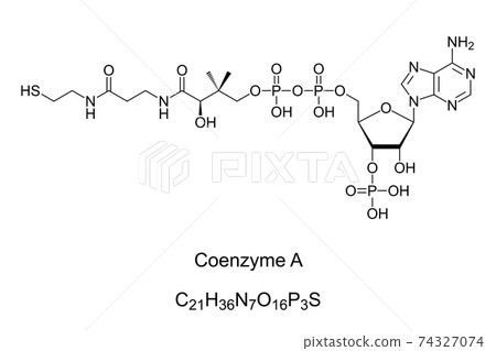 Coenzyme A, chemical formula and skeletal structure. Coenzyme, notable for its role in synthesis and oxidation of fatty acids, and oxidation of pyruvate in the citric acid cycle. Illustration. Vector. 74327074