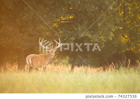 Peaceful red deer stag standing on a meadow with green grass under trees 74327338