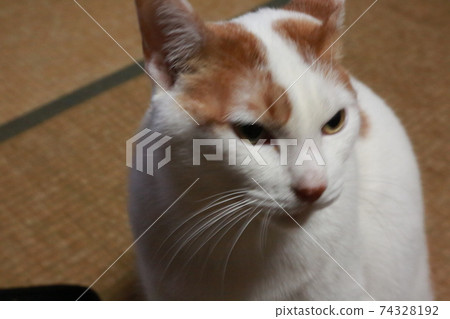 My cat Ponta 74328192
