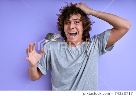 young male screams fearing decorative rat young male screams fearing decorative rat 74328717