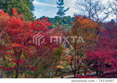Ryokaizan Yokokura Temple (November Tajimi Autumn) 74330987