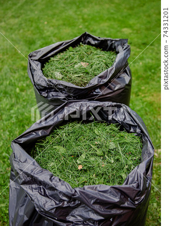 Mowing a household garden lawn with black bag of grass clippings. Mowing a household garden lawn with black bag of grass clippings. 74331201