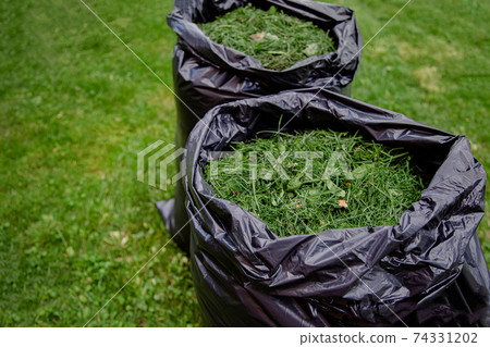 Mowing a household garden lawn with black bag of grass clippings. 74331202