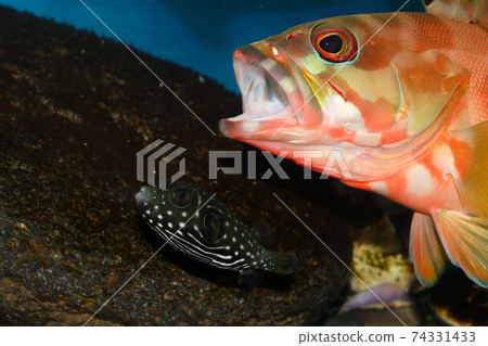 白斑河豚河豚赤ah石斑魚 74331433