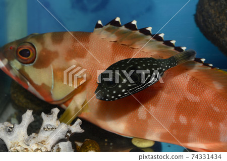 White-spotted puffer fish Fugu Akahata grouper White-spotted puffer fish Fugu Akahata grouper 74331434