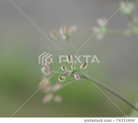 Sticking insect, Torilis japonica fruit 74331684