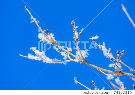 Rime and blue sky on tree branches [Nagano Prefecture] 74332310