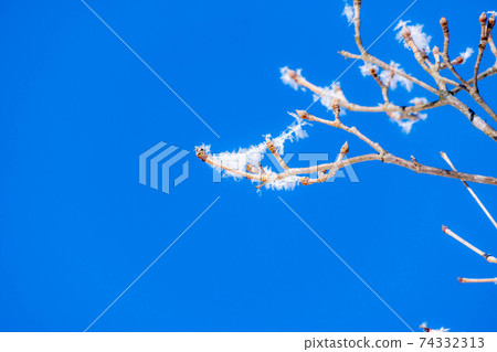 Rime and blue sky on tree branches [Nagano Prefecture] 74332313