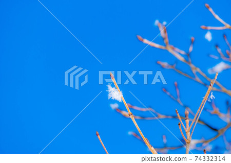 Rime and blue sky on tree branches [Nagano Prefecture] 74332314