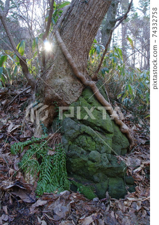Hugging stone root tree 74332758