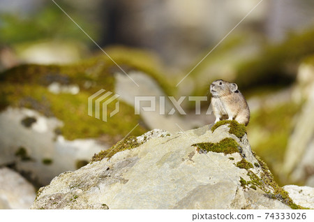 Pika (Hokkaido) 74333026