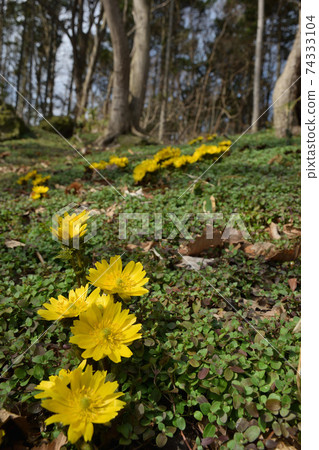 Companionship 74333104