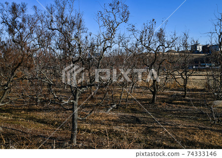 Winter date palm tree Winter date palm tree 74333146