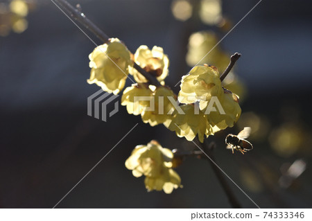 Bees are visiting Soshinroubai, where honey bees are fragrant, to collect honey. Bees are visiting Soshinroubai, where honey bees are fragrant, to collect honey. 74333346