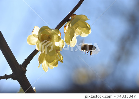 Bees are visiting Soshinroubai, where honey bees are fragrant, to collect honey. Bees are visiting Soshinroubai, where honey bees are fragrant, to collect honey. 74333347