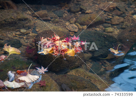 Maple and ginkgo leaves floating in the clear stream Maple and ginkgo leaves floating in the clear stream 74333599