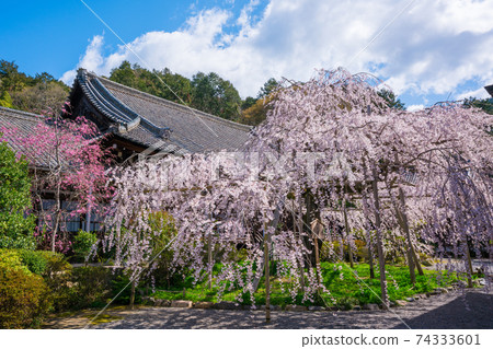Weeping cherry tree at Bishamon-do Temple in Kyoto Weeping cherry tree at Bishamon-do Temple in Kyoto 74333601