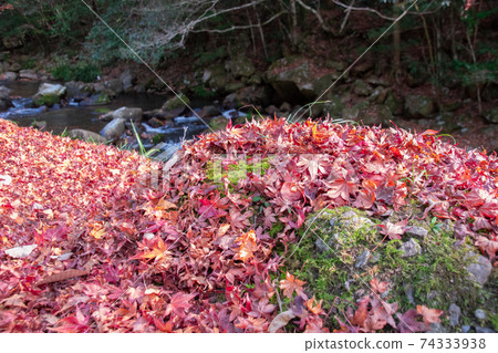 Moss rock with fallen leaves of bright red maple Moss rock with fallen leaves of bright red maple 74333938