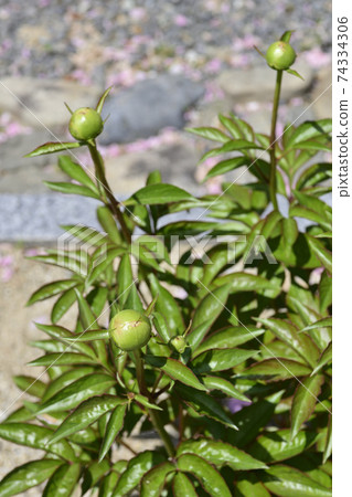 本滿寺牡丹(芽) 本滿寺牡丹(芽) 74334306