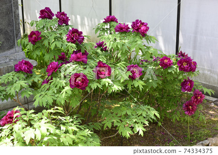 Honmaji Peony Honmaji Peony 74334375