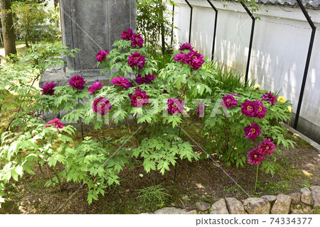 Honmaji Peony Honmaji Peony 74334377