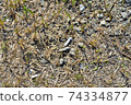 Yodogawa Spring Butts 74334877