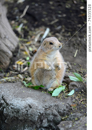 Prairie dogs that stand up quickly Prairie dogs that stand up quickly 74335528