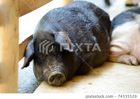 Dreamy black pig Dreamy black pig 74335529