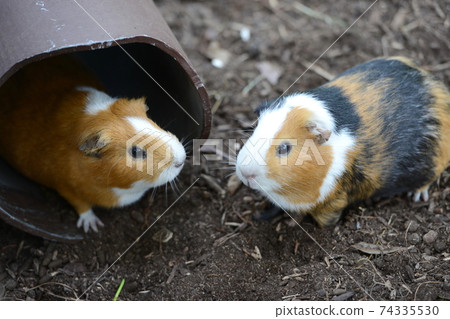 Just like that? Two guinea pigs in the mirror Just like that? Two guinea pigs in the mirror 74335530