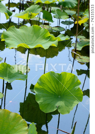 Sunbathing lotus leaves 74335533