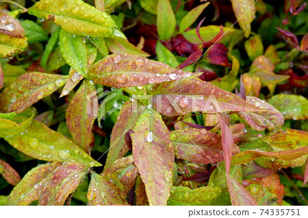 Nandina在雨中濕透了 74335751