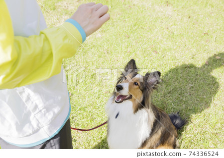 坐在公園裡,等待著狗謝爾蒂學科形象 坐在公園裡,等待著狗謝爾蒂學科形象 74336524