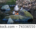 One duck 74336550