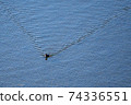 One duck 74336551
