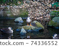 A gathering of ducks 74336552