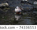 One duck 74336553