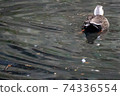 One duck 74336554