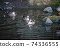 A gathering of ducks 74336555