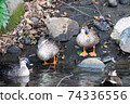 A gathering of ducks 74336556