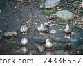A gathering of ducks 74336557