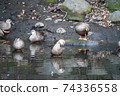 A gathering of ducks 74336558