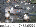 A gathering of ducks 74336559