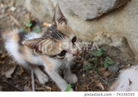 Balinese calico kitten 74336595